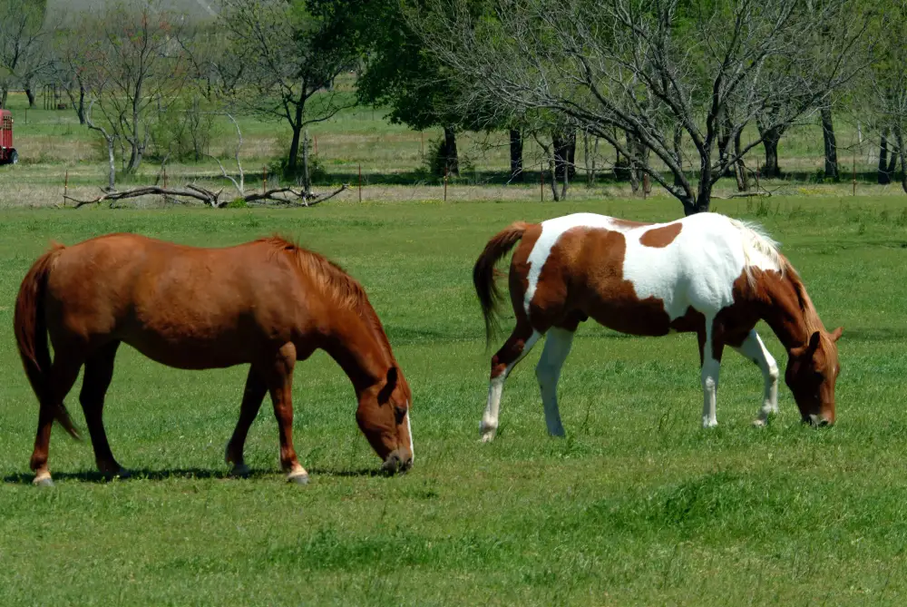 horses grazing on insured equine property