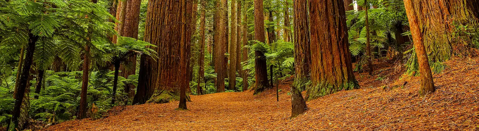 About Us - Redwoods Leavitt Insurance
