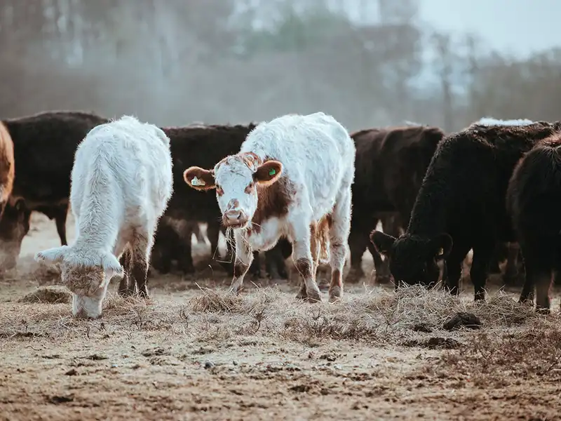 Farm & Ranch Insurance