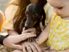 Pet Insurance