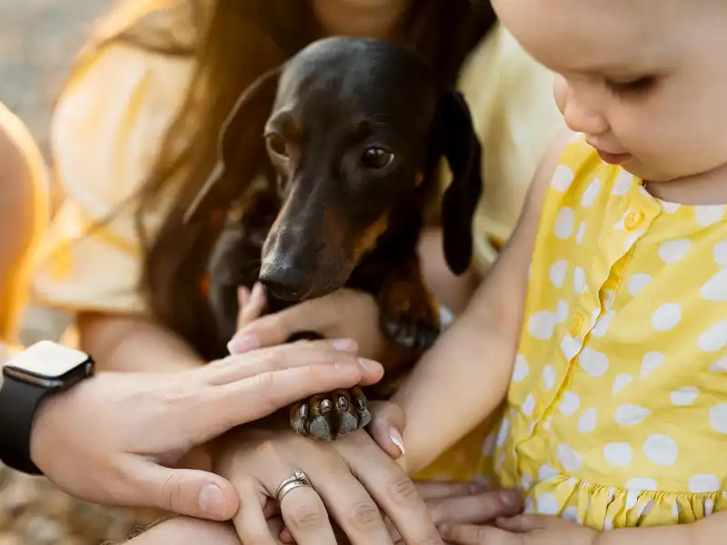 Pet Insurance