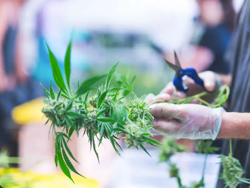 Cannabis Insurance