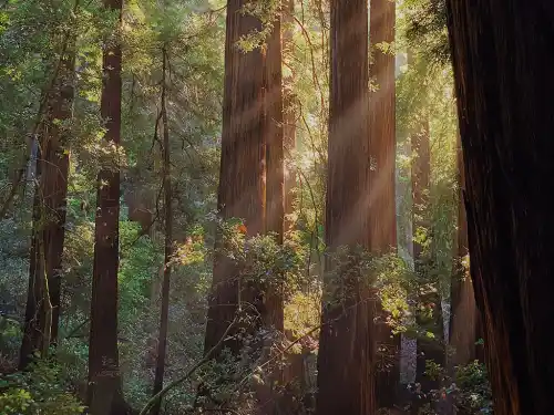 Contact Us Redwoods Leavitt Insurance
