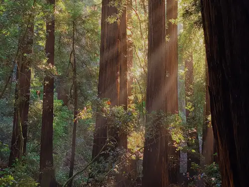 Contact Us Redwoods Leavitt Insurance