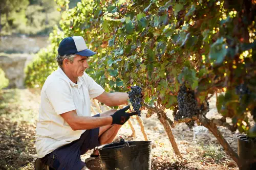 Agribusiness Practice