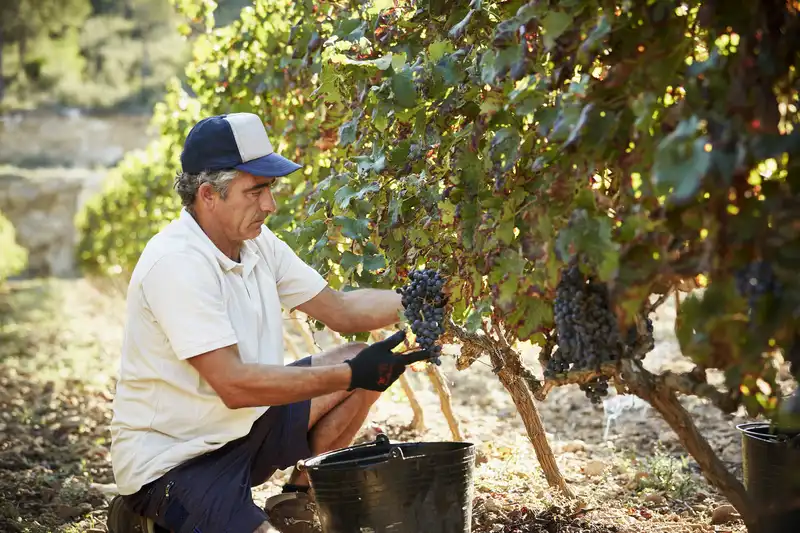 Agribusiness Practice