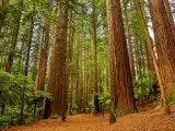 Eureka, CA Email Form