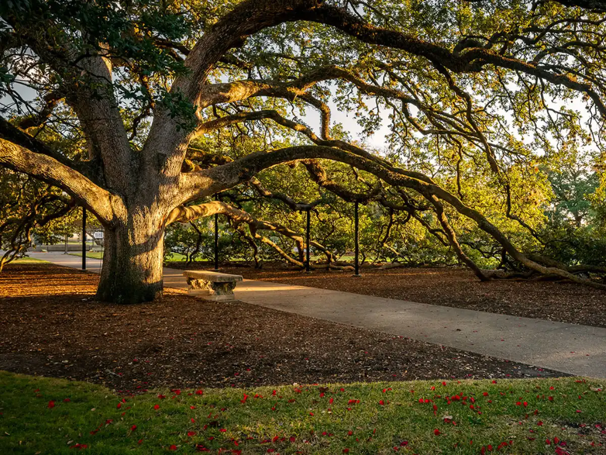 Blog Areawide Insurance Advisors Joins Leavitt Group Texas Select