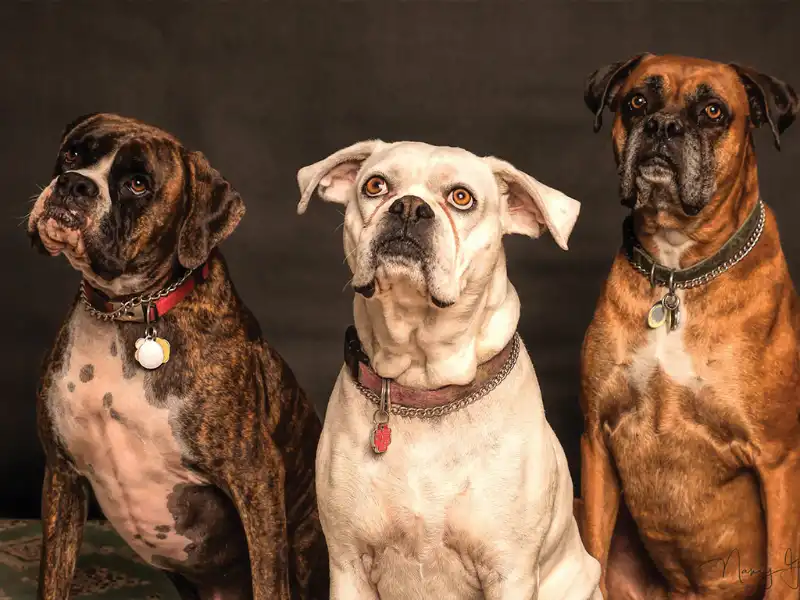 Blog Leavitt Recreation & Hospitality Insurance Supports the ASPCA Adopt a Shelter Dog Month