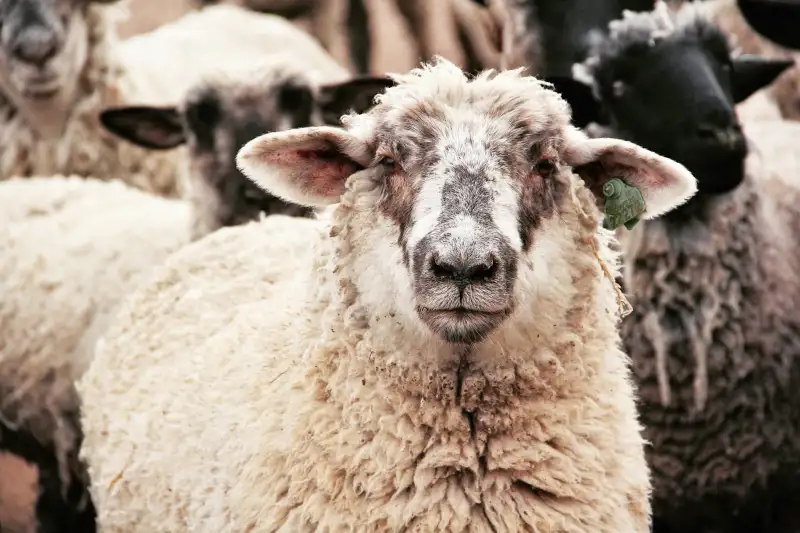 Farm & Ranch Program
