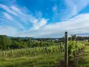 Mount Airy, NC Office