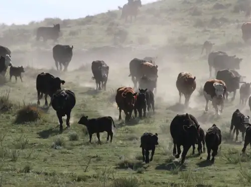 Pasture Rangeland Forage Insurance
