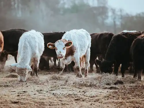 Farm & Ranch Program