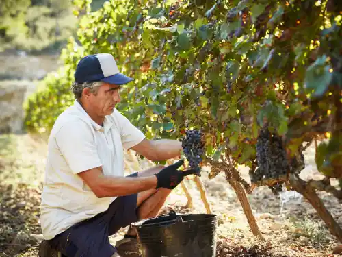 Agribusiness Practice