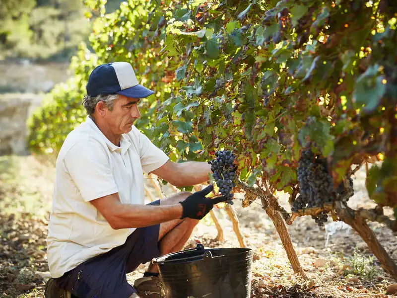 Agribusiness Practice