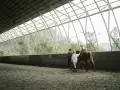 Featured Image for Get the Right Protection for Your Equine Business with Specialty Insurance