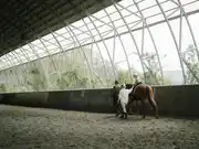 Get the Right Protection for Your Equine Business with Specialty Insurance