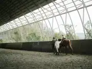 Get the Right Protection for Your Equine Business with Specialty Insurance
