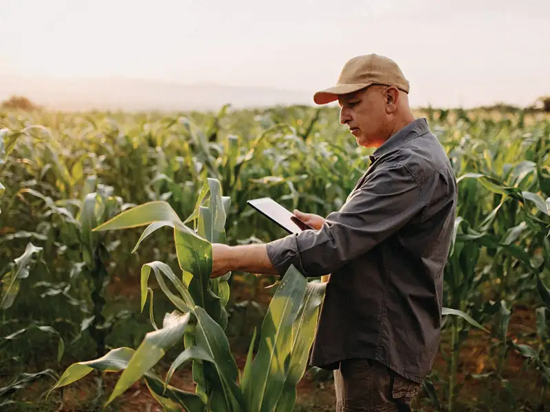 Crop Insurance