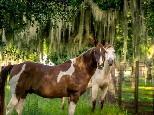 Equestrian Program