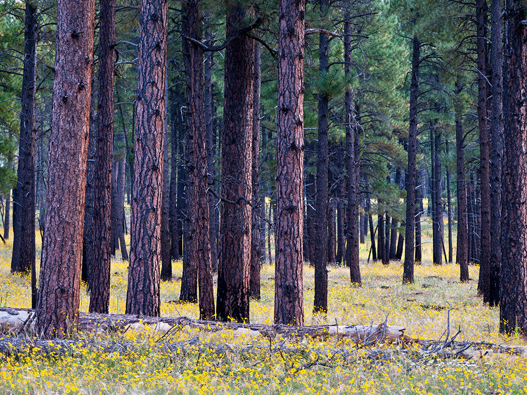 Heber-Overgaard, AZ Photo