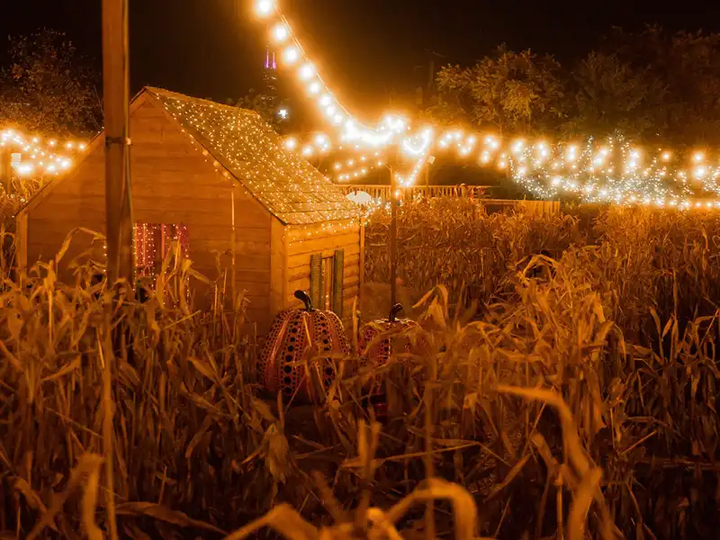 Corn Maze Insurance