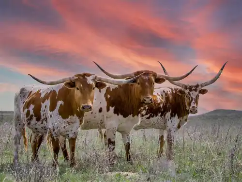 Farm & Ranch Insurance — Coverage Built for Agricultural Operations