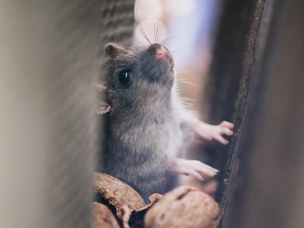 Does Home Insurance Cover Pest Damage
