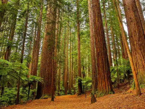 Eureka, CA Photo