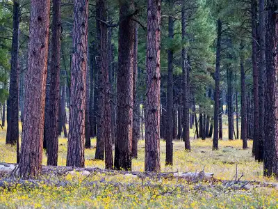 Heber-Overgaard, AZ Insurance Office