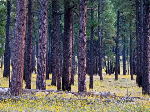 Heber-Overgaard, AZ Photo