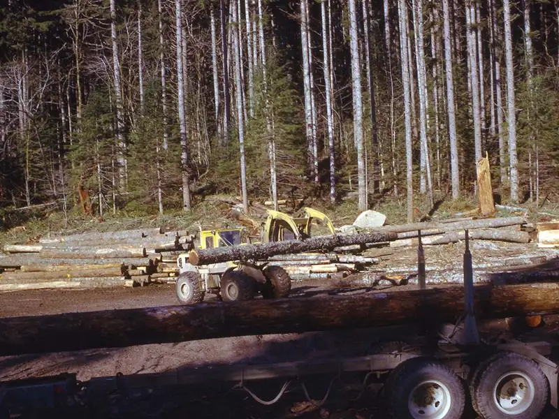 Logging Insurance