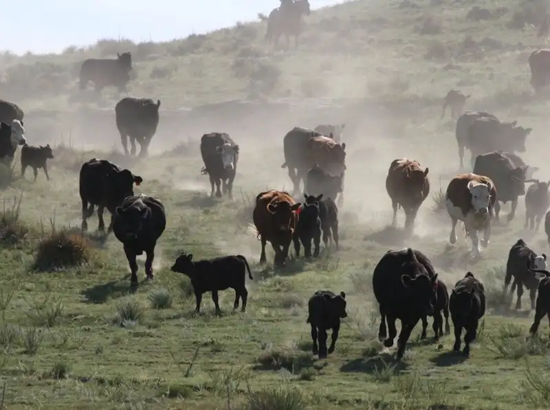 Pasture Rangeland Forage Insurance