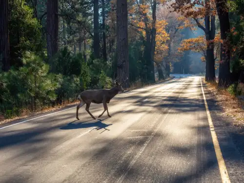 How To Prevent Deer-Car Accidents