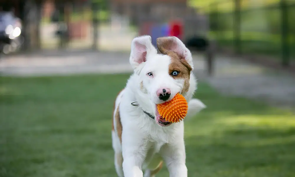 Dog Running with Ball