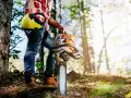 Featured Image for It's Time to Trim Your Trees
